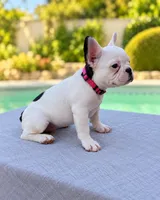 Rosie, a female French Bulldog for sale in Bakersfield, CA – 3 of 4