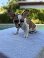 Nala, a female French Bulldog for sale in Bakersfield, CA – 2 of 4