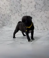 Lyla, a female Pug for sale in Bakersfield, CA – 2 of 4