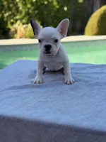 Rosie, a female French Bulldog for sale in Bakersfield, CA – 1 of 5