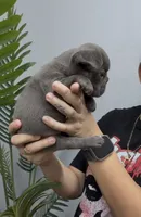 Stacy, a female French Bulldog for sale in Bakersfield, CA – 4 of 5