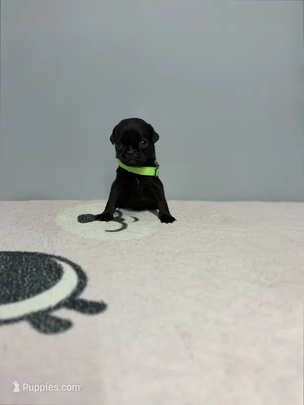 Enzo – Pug puppy for sale in Bakersfield, CA