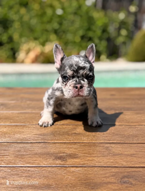 Luna – French Bulldog puppy for sale in Bakersfield, CA