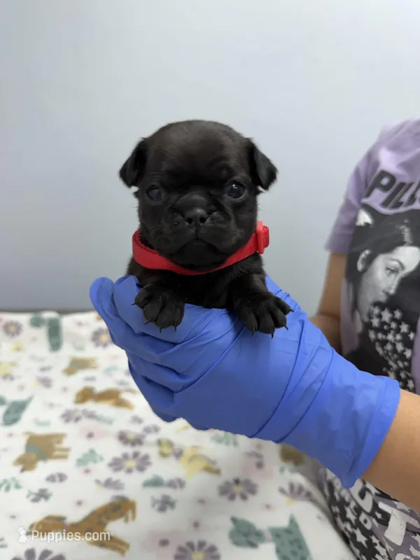 Lyla – Pug puppy for sale in Bakersfield, CA