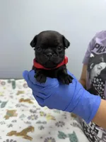 Lyla, a male Pug for sale in Bakersfield, CA – Photo 1 of 2