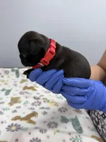 Lyla, a male Pug for sale in Bakersfield, CA – Photo 2 of 2