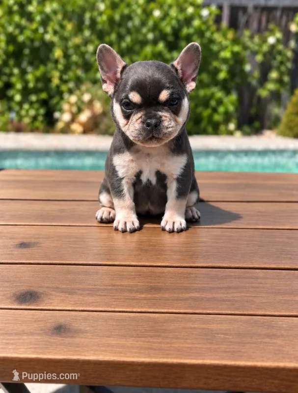 Mocha  – French Bulldog puppy for sale in Bakersfield, CA