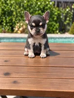 Mocha , a female French Bulldog for sale in Bakersfield, CA – 1 of 4