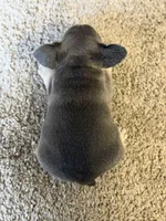 Shelby , a female French Bulldog for sale in Bakersfield, CA – 4 of 5