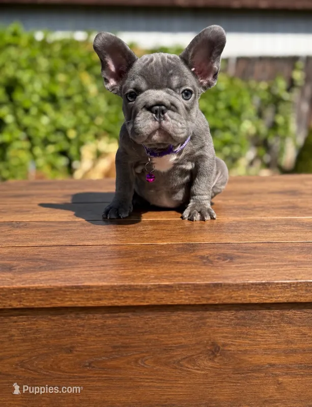 Stacy  – French Bulldog puppy for sale in Bakersfield, CA