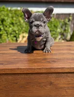 Stacy , a female French Bulldog for sale in Bakersfield, CA – 1 of 2