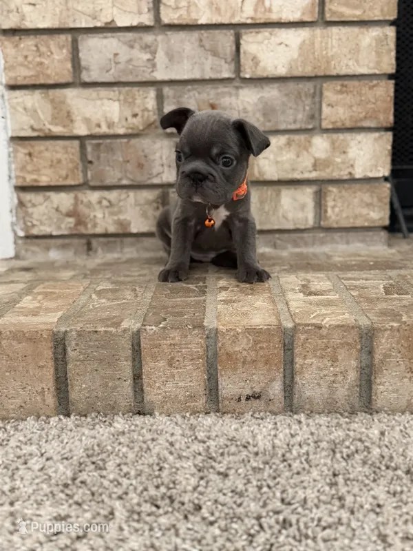 Stacy  – French Bulldog puppy for sale in Bakersfield, CA