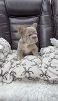 Big rope new shade isabella, a male French Bulldog for sale in Bakersfield, CA – 4 of 7