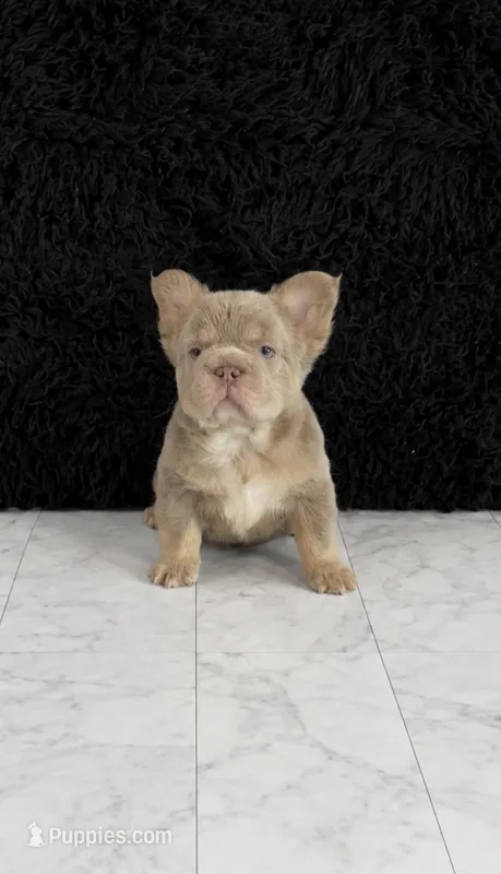Bentley , a male French Bulldog for sale in Bakersfield, CA – 1 of 6