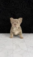 Bentley , a male French Bulldog for sale in Bakersfield, CA – 1 of 6