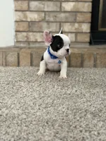 Lucky, a male French Bulldog for sale in Bakersfield, CA – 3 of 4