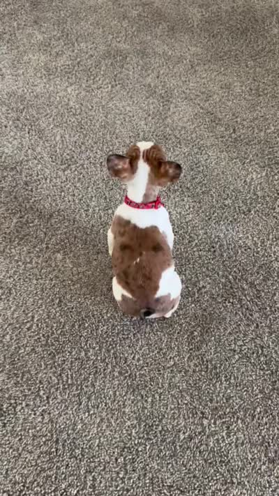 Nala, a female French Bulldog for sale in Bakersfield, CA – 6 of 6