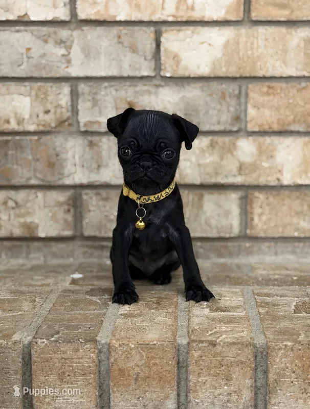 Kobe – Pug puppy for sale in Bakersfield, CA