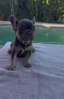 Shelby , a female French Bulldog for sale in Bakersfield, CA – 3 of 3
