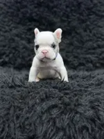 Ace, a male French Bulldog for sale in Bakersfield, CA – 1 of 3