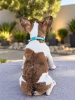 Nala, a female French Bulldog for sale in Bakersfield, CA – 3 of 4