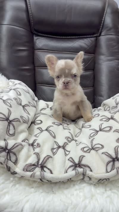 Fluffy New shade Isabella , a male French Bulldog for sale in Bakersfield, CA – 5 of 5
