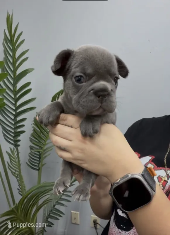 Stacy – French Bulldog puppy for sale in Bakersfield, CA
