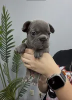 Stacy, a female French Bulldog for sale in Bakersfield, CA – 1 of 5