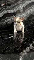 Nala, a female French Bulldog for sale in Bakersfield, CA – 3 of 5