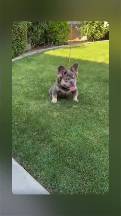 Bentley , a male French Bulldog for sale in Bakersfield, CA – 2 of 6