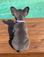 Stacy , a female French Bulldog for sale in Bakersfield, CA – 2 of 2