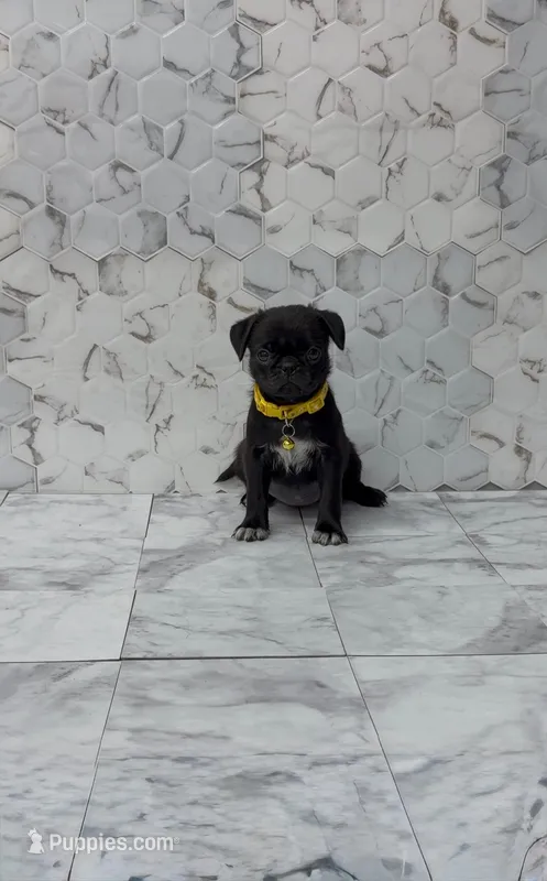 Lyla – Pug puppy for sale in Bakersfield, CA