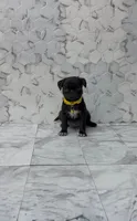 Lyla, a female Pug for sale in Bakersfield, CA – 1 of 4