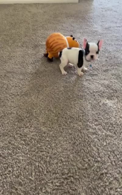 Lucky, a male French Bulldog for sale in Bakersfield, CA – 4 of 4