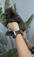 Valkyrie, a female French Bulldog for sale in Bakersfield, CA – 3 of 5