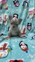 Fluffy new shade Isabella, a male French Bulldog for sale in Bakersfield, CA – 1 of 4