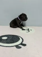 Valkyrie, a female French Bulldog for sale in Bakersfield, CA – 2 of 3