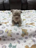 Fluffy Big Rope new shade Isabella, a male French Bulldog for sale in Bakersfield, CA – Photo 5 of 5