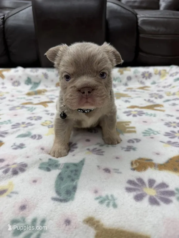 Fluffy Big Rope new shade Isabella – French Bulldog puppy for sale in Bakersfield, CA