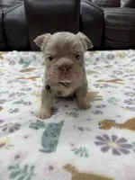 Fluffy Big Rope new shade Isabella, a male French Bulldog for sale in Bakersfield, CA – Photo 1 of 5