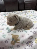 Fluffy Big Rope new shade Isabella, a male French Bulldog for sale in Bakersfield, CA – Photo 3 of 5