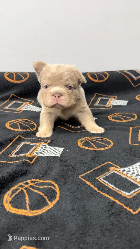 Fluffy Big Rope new shade Isabella – French Bulldog puppy for sale in Bakersfield, CA