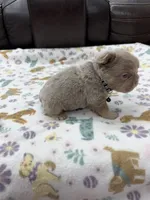 Fluffy Big Rope new shade Isabella, a male French Bulldog for sale in Bakersfield, CA – Photo 2 of 5