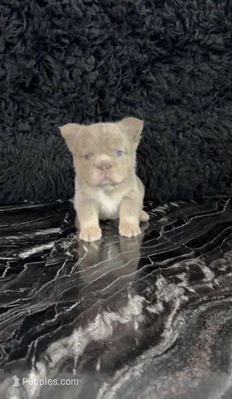 Fluffy Big Rope new shade Isabella – French Bulldog puppy for sale in Bakersfield, CA