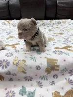 Fluffy Big Rope new shade Isabella, a male French Bulldog for sale in Bakersfield, CA – Photo 4 of 5