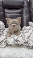 Big rope new shade isabella, a male French Bulldog for sale in Bakersfield, CA – 3 of 7