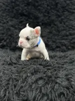 Ace, a male French Bulldog for sale in Bakersfield, CA – 3 of 3