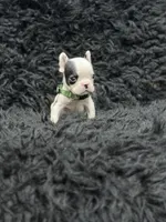 Lucky, a male French Bulldog for sale in Bakersfield, CA – 3 of 4