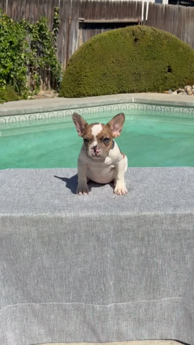 Nala , a female French Bulldog for sale in Bakersfield, CA – 2 of 2