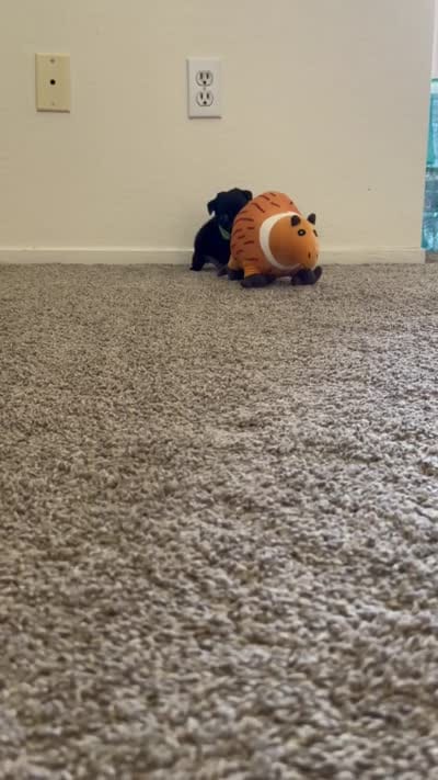 Enzo, a male Pug for sale in Bakersfield, CA – 2 of 2